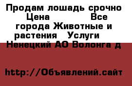 Продам лошадь срочно › Цена ­ 30 000 - Все города Животные и растения » Услуги   . Ненецкий АО,Волонга д.